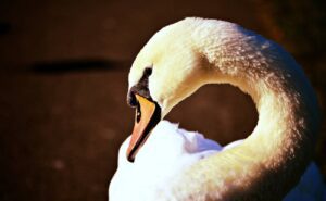 Zlatý řez: Význam, Použití & Příklady Golden Ratia v životě! 14 Zlatý řez: Význam, Použití & Příklady Golden Ratia v životě!